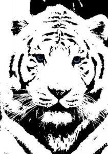 Voir le détail de cette oeuvre: tigre blanc